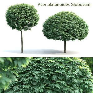 trees acer globosum 3D model