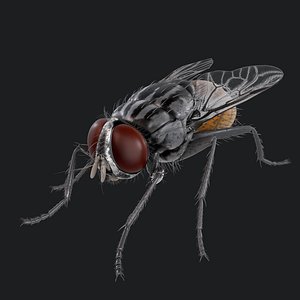 Housefly