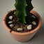 grafted cactus 3d 3ds