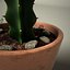 grafted cactus 3d 3ds