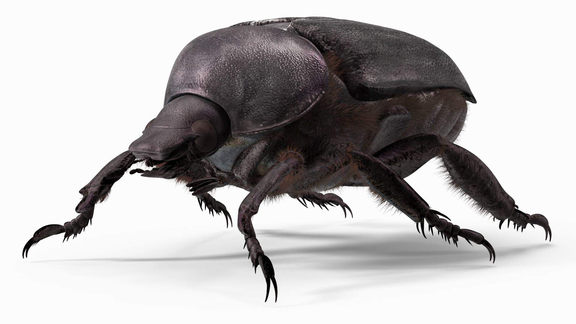 Scarab Beetle Black Fur For Maya 3D Model - TurboSquid 2531737