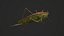 Katydid Grasshopper Locust Bush-Cricket 3D