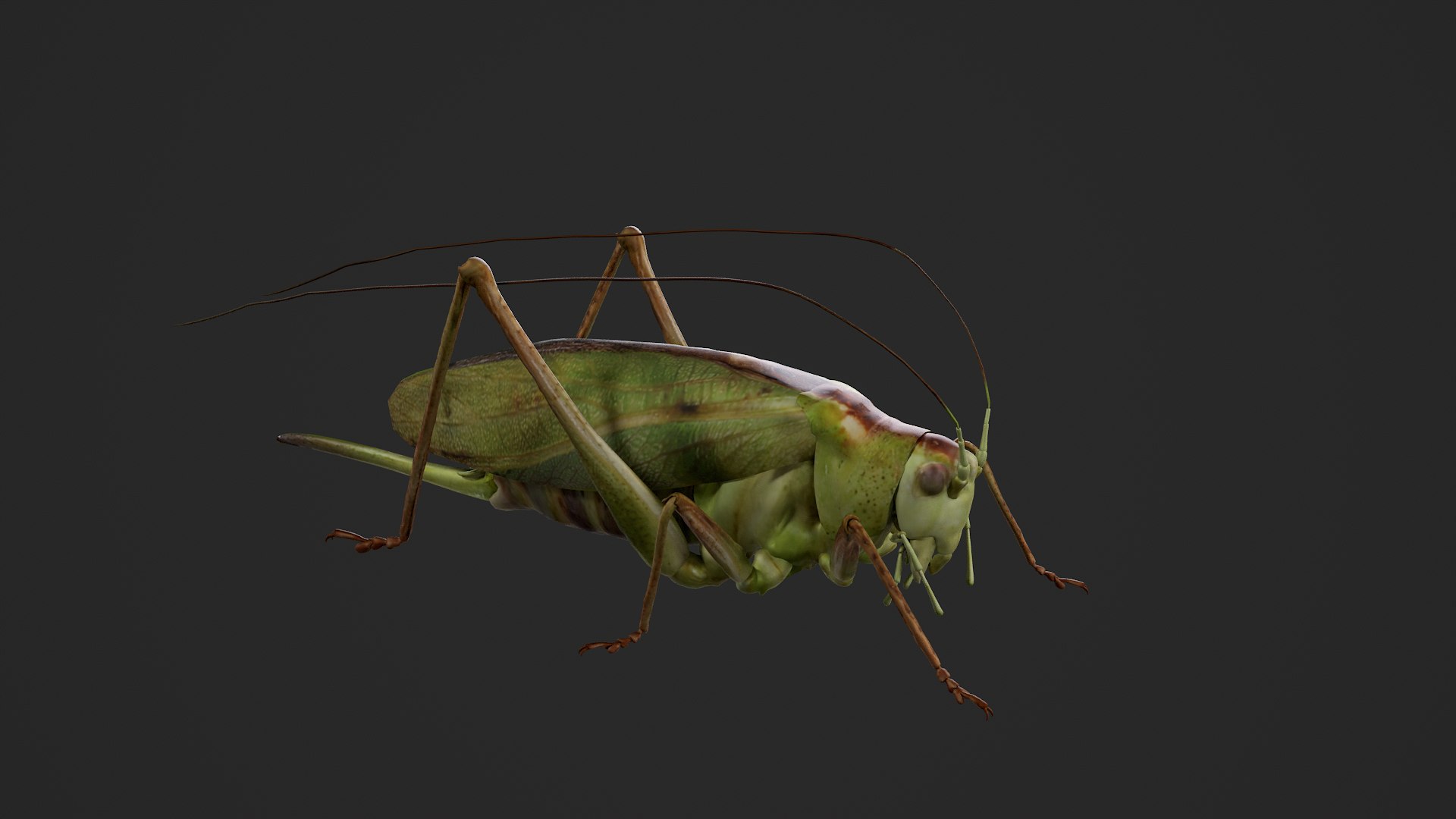 Katydid Grasshopper Locust Bush-Cricket 3D https://p.turbosquid.com/ts-thumb/GJ/3hgCTz/Mr/tbrender/png/1755421134/1920x1080/fit_q87/fa73302d83bdee8a8e928007f6e09b157baee4a5/tbrender.jpg