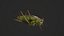 Katydid Grasshopper Locust Bush-Cricket 3D