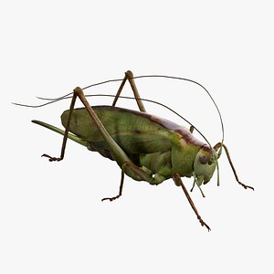 Katydid Grasshopper Locust Bush-Cricket 3D