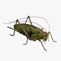 Katydid Grasshopper Locust Bush-Cricket