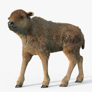 bison calf fur rig 3D model
