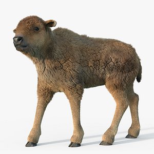 Bison Calf Fur Rigged