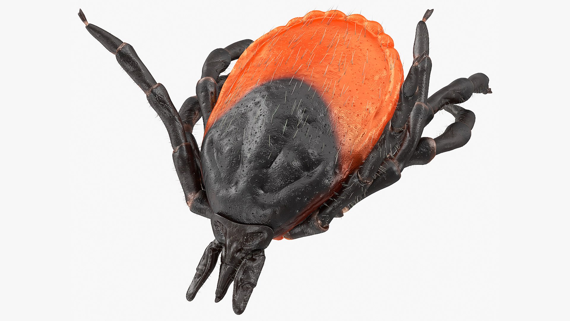 Tick Bite Pose Fur 3D model preview