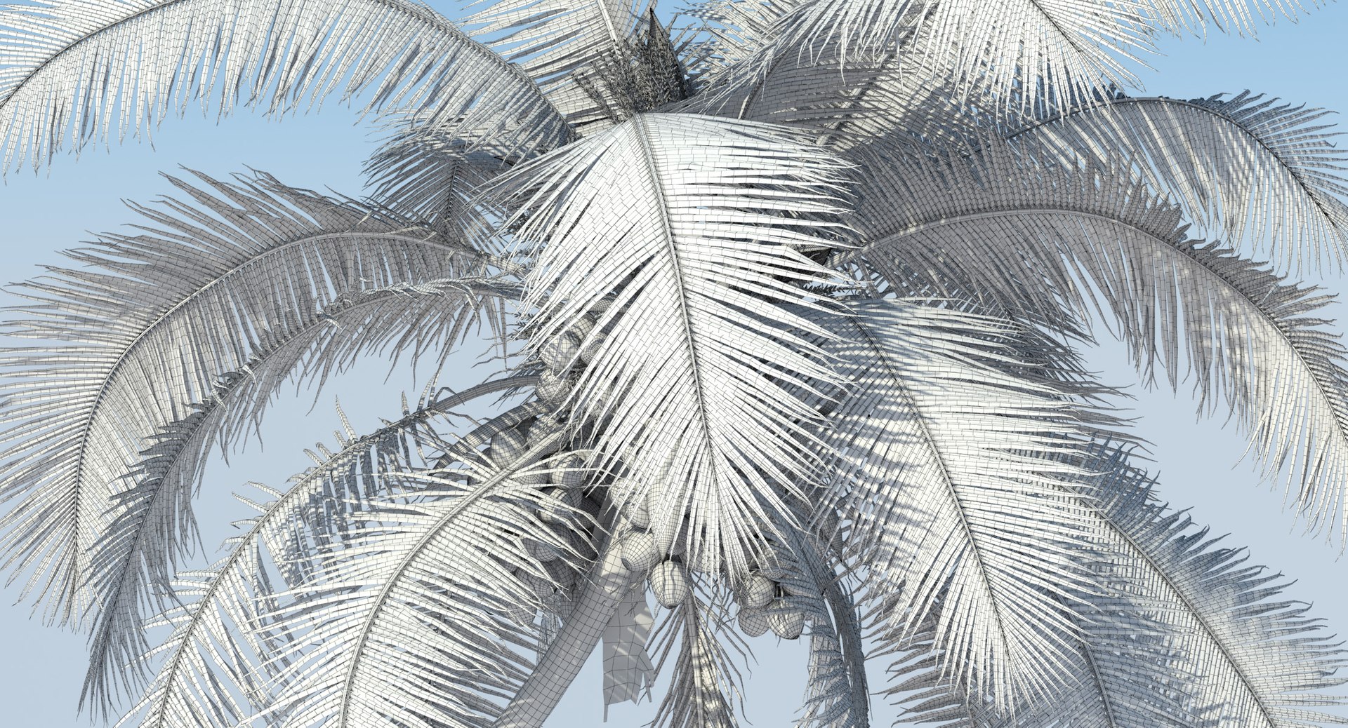 coconut palm trees 3D model https://p.turbosquid.com/ts-thumb/GJ/Hym1Sy/9IyGSLAv/wireframe.0005/jpg/1510414905/1920x1080/fit_q87/b86a4e7fb10e4d6ed3dfe2baa0d0f2834bdf312f/wireframe.0005.jpg