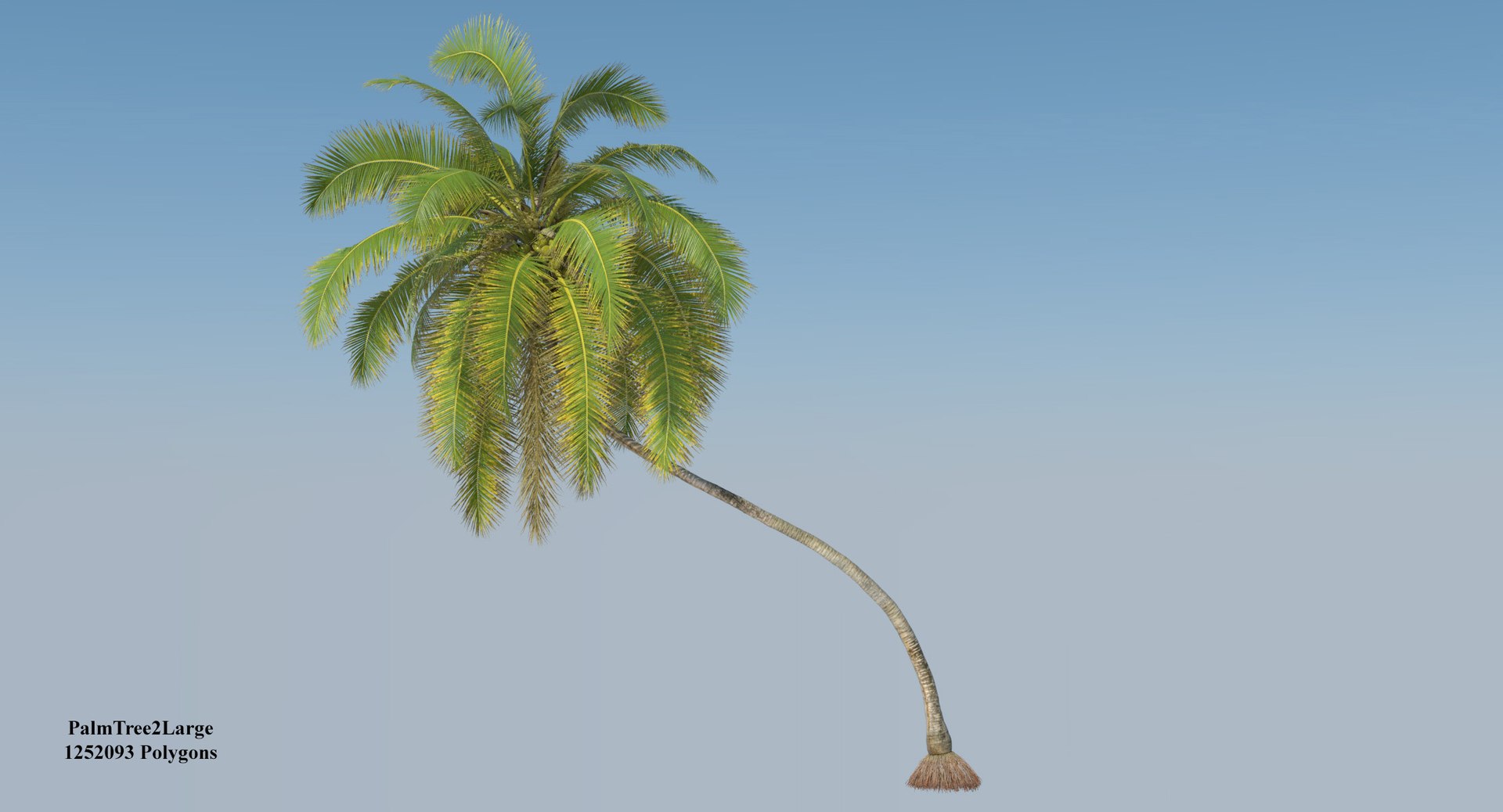 coconut palm trees 3D model https://p.turbosquid.com/ts-thumb/GJ/Hym1Sy/9JhVJGm7/coconuttree_004/jpg/1510414739/1920x1080/fit_q87/8a6d7457d62f2c1d02601307d8cd8075c7660bd1/coconuttree_004.jpg