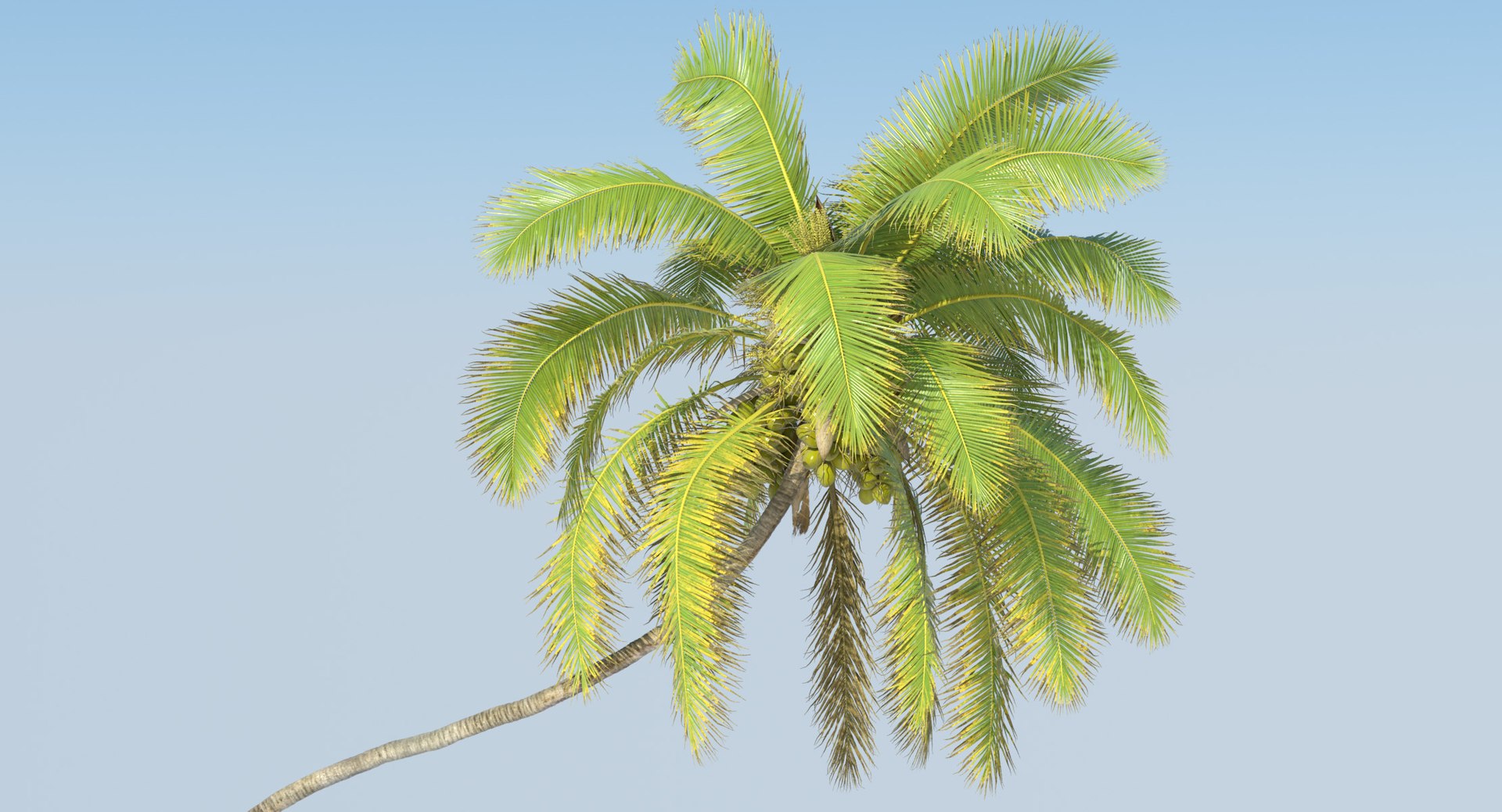 coconut palm trees 3D model https://p.turbosquid.com/ts-thumb/GJ/Hym1Sy/ElucAO1w/details.0004/jpg/1510414822/1920x1080/fit_q87/53d12e73a6b6d0d76d761de183b1a5793cf6c872/details.0004.jpg