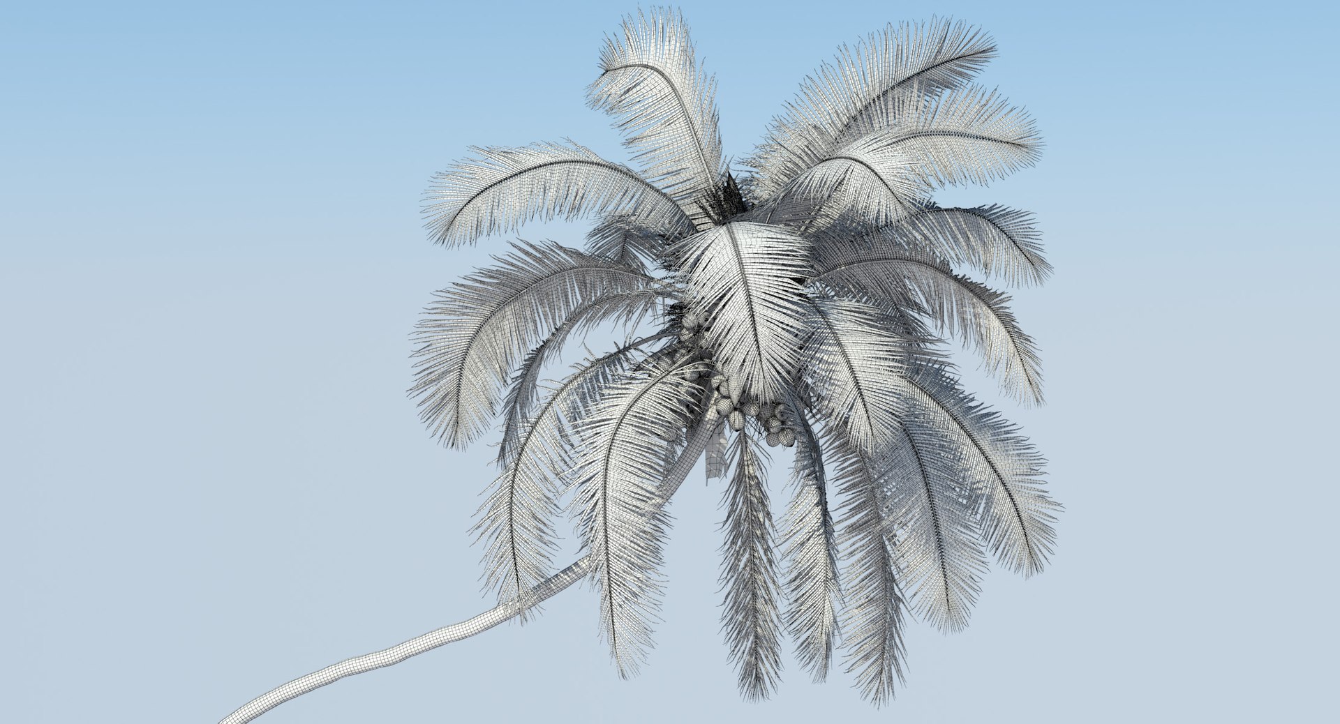 coconut palm trees 3D model https://p.turbosquid.com/ts-thumb/GJ/Hym1Sy/KGdydEp6/wireframe.0004/jpg/1510414905/1920x1080/fit_q87/943af9ec7349d2a7f3ac48d9e57c1b9c5b59845b/wireframe.0004.jpg