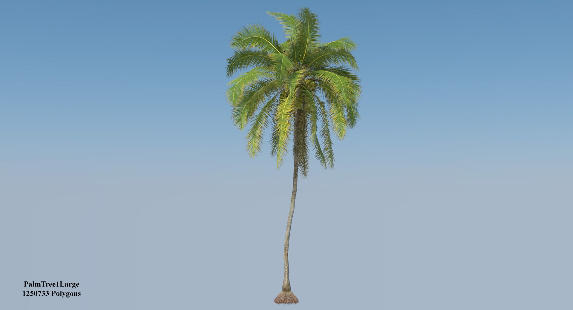 coconut palm trees 3D model https://p.turbosquid.com/ts-thumb/GJ/Hym1Sy/MuRyTqws/coconuttree_001/jpg/1510414739/1920x1080/fit_q87/85020233ce3bc1a408dea07cc764966cde804000/coconuttree_001.jpg