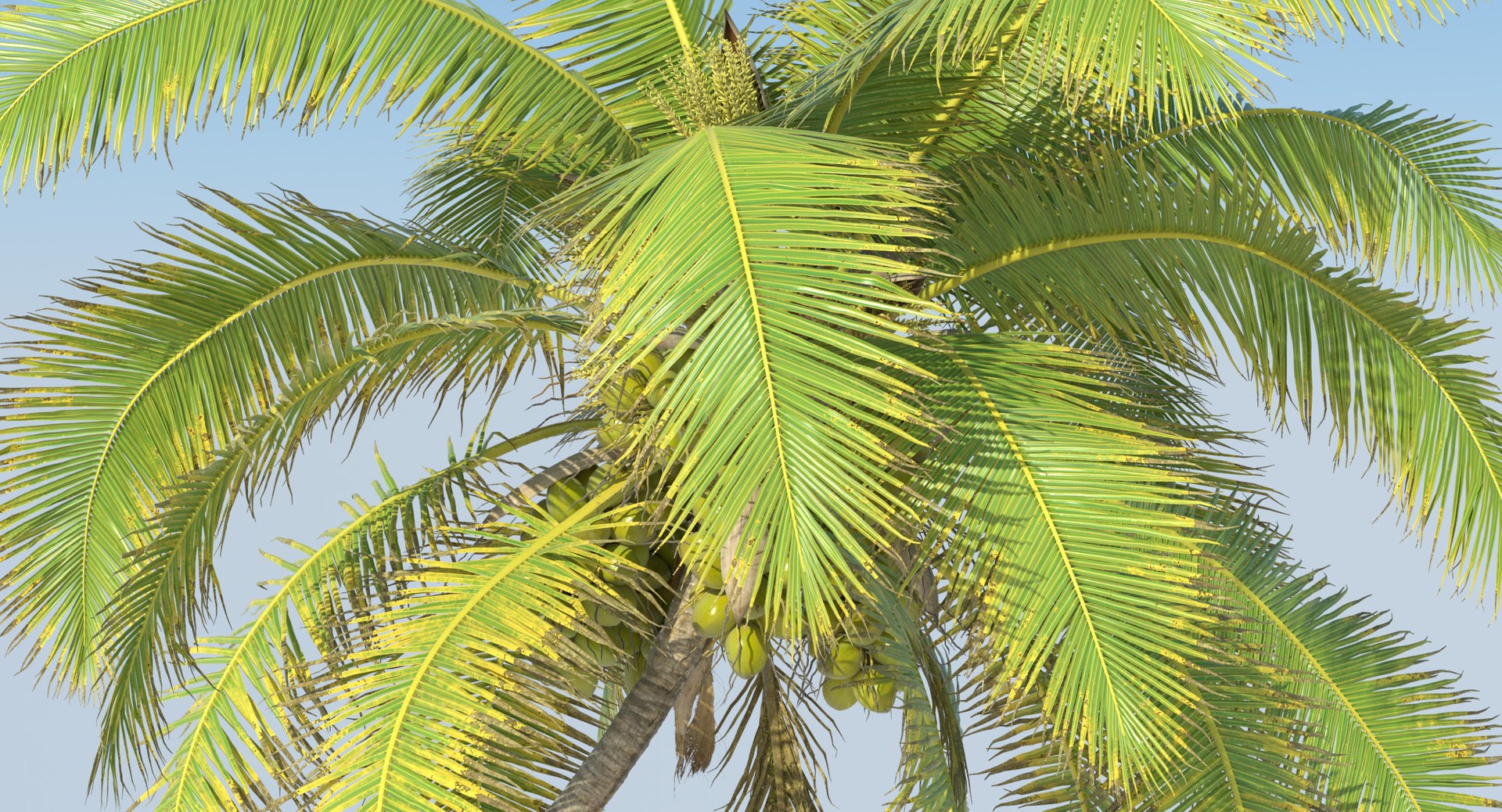 coconut palm trees 3D model https://p.turbosquid.com/ts-thumb/GJ/Hym1Sy/OmmTkWA0/details.0005/jpg/1510414822/1920x1080/fit_q87/d8626ffe47327f1351f30425d1bf403bfa62367b/details.0005.jpg