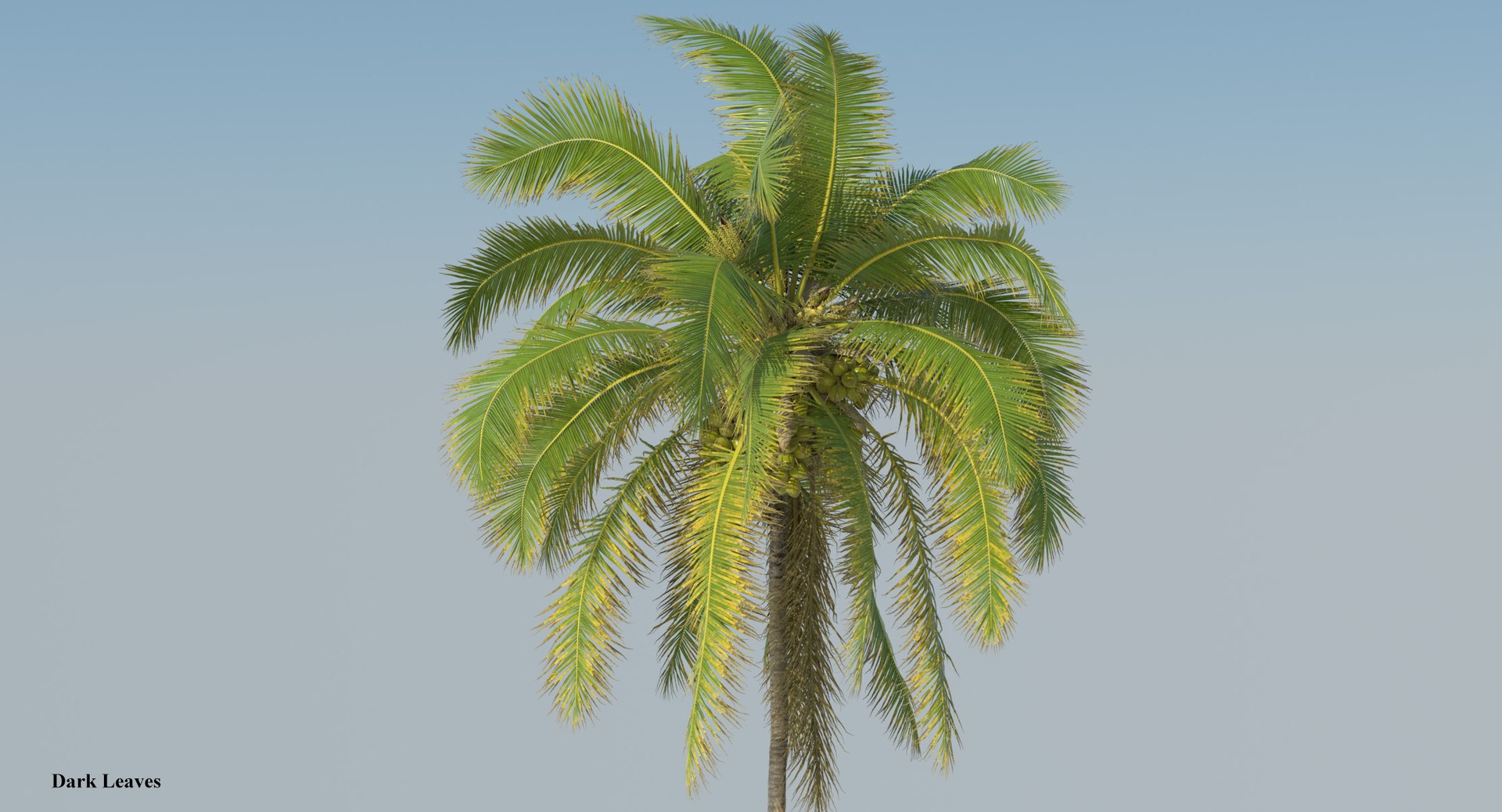 coconut palm trees 3D model https://p.turbosquid.com/ts-thumb/GJ/Hym1Sy/QjGysFpr/crown3/jpg/1510414822/1920x1080/fit_q87/95f9fa1be72d231fdd42b8ca7f22f83804b97c57/crown3.jpg