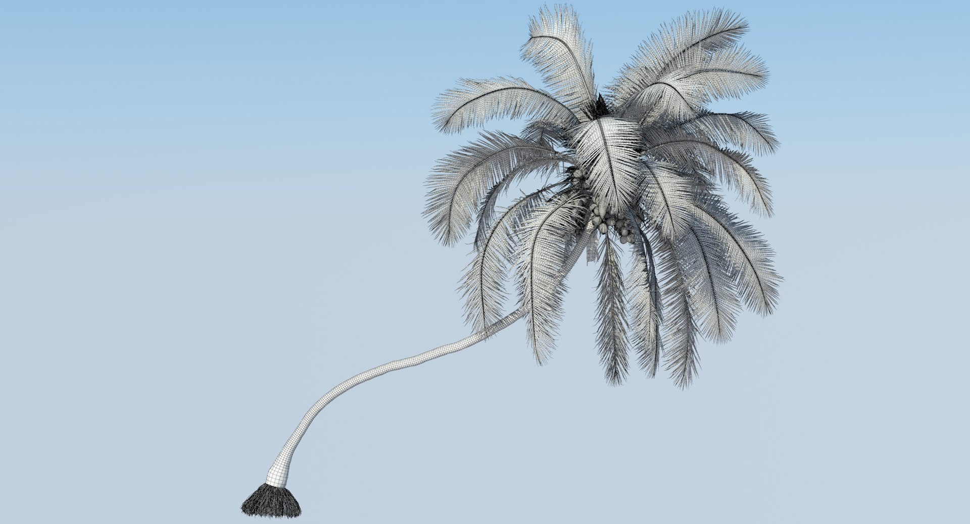 coconut palm trees 3D model https://p.turbosquid.com/ts-thumb/GJ/Hym1Sy/bx1wVRHt/wireframe.0001/jpg/1510414905/1920x1080/fit_q87/3589fcf2ed7e8a5454fa65cc790b3aa8c15269a3/wireframe.0001.jpg