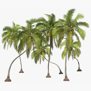 Coconut Trees