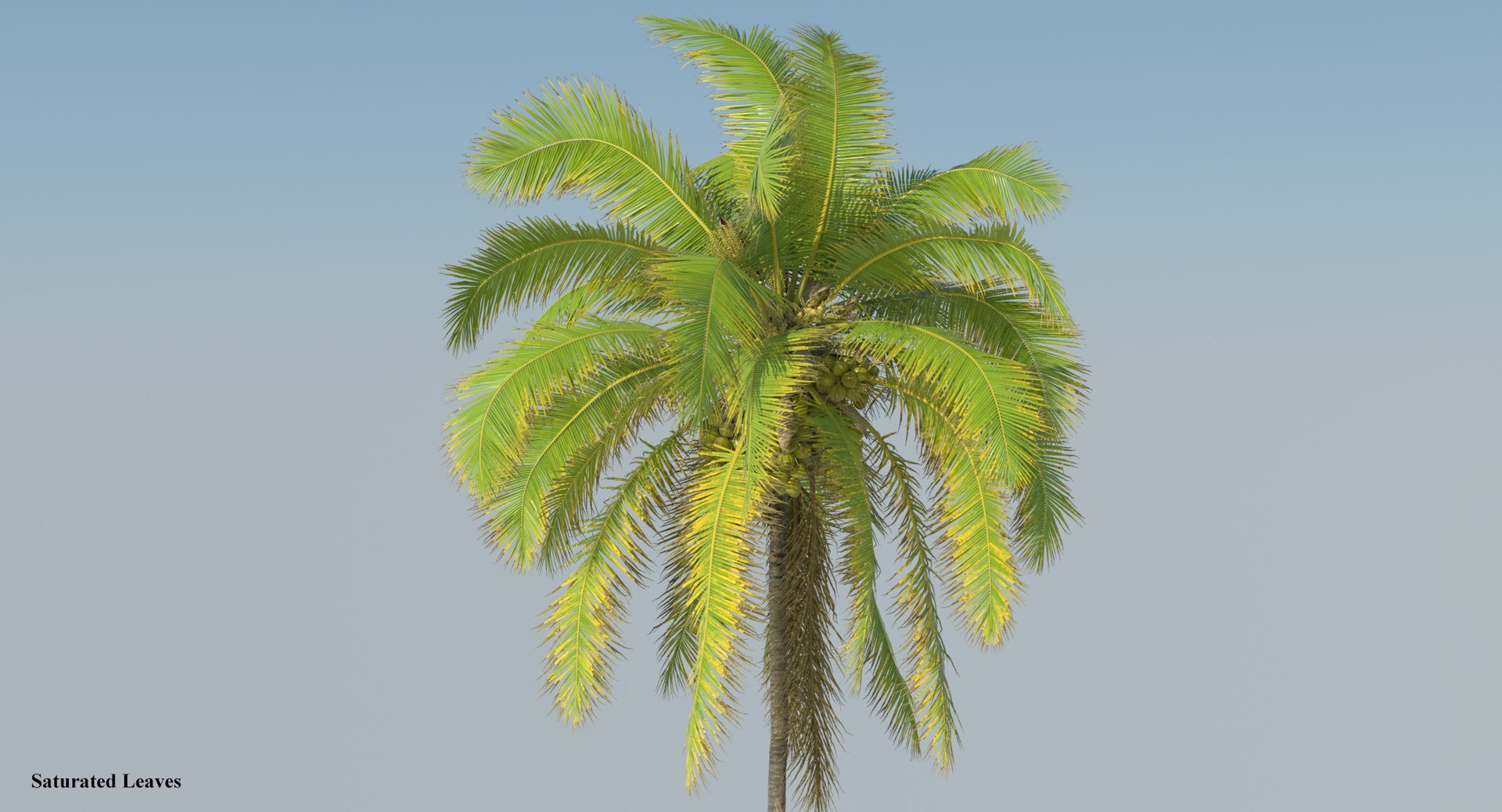 coconut palm trees 3D model https://p.turbosquid.com/ts-thumb/GJ/Hym1Sy/gDSVYH8E/crown2/jpg/1510414822/1920x1080/fit_q87/96515f4a2be0b20ce655506c840fa88c24e27ae8/crown2.jpg
