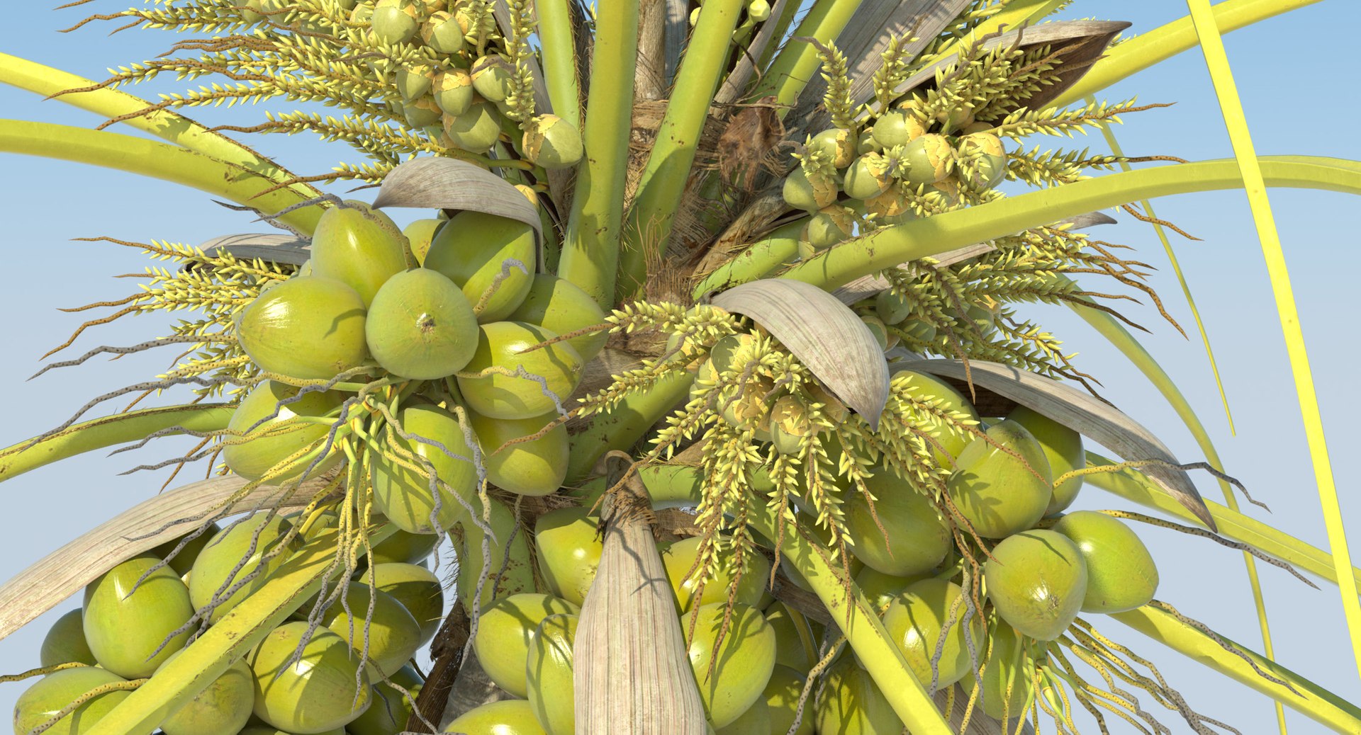 coconut palm trees 3D model https://p.turbosquid.com/ts-thumb/GJ/Hym1Sy/iF8DUVuM/details.0007/jpg/1510414822/1920x1080/fit_q87/7f91940c6f1d152411f1fe6548ad6ed514795436/details.0007.jpg
