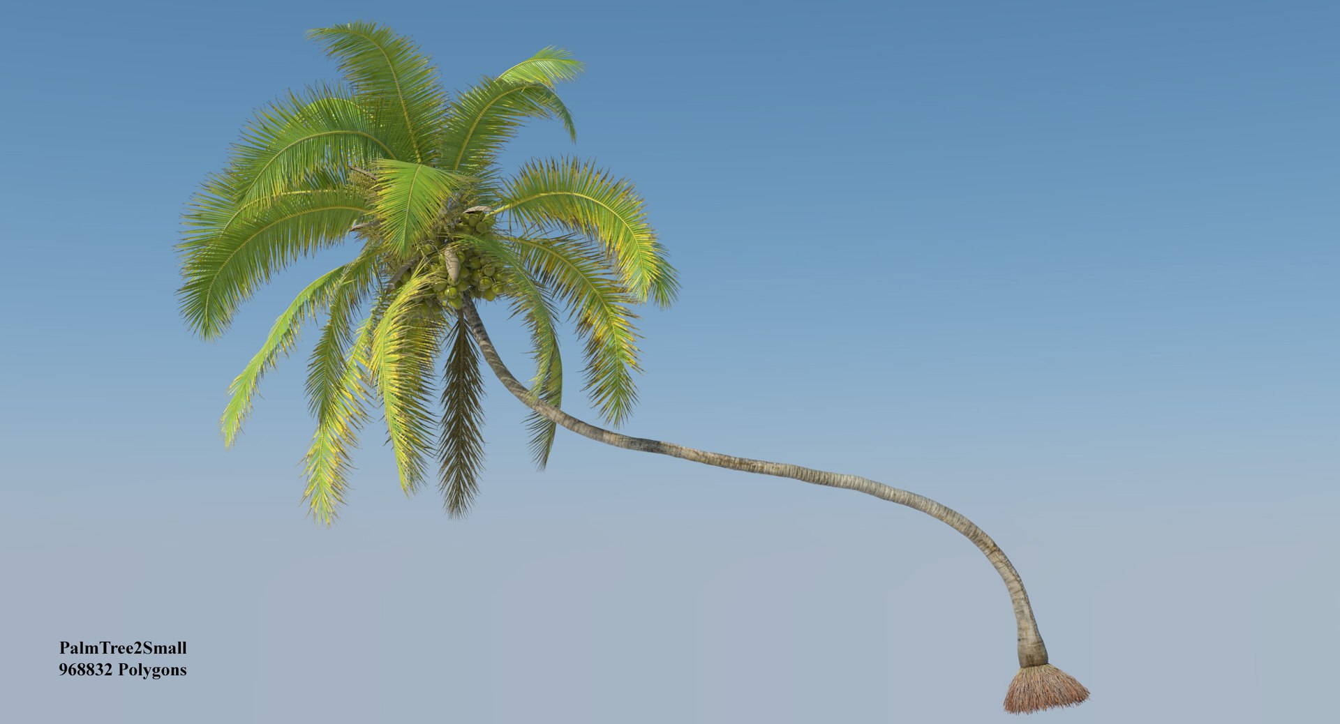coconut palm trees 3D model https://p.turbosquid.com/ts-thumb/GJ/Hym1Sy/il0oGkqm/coconuttree_006/jpg/1510414739/1920x1080/fit_q87/b268b428023bac2a5e6995b9b73b30144e4a7137/coconuttree_006.jpg