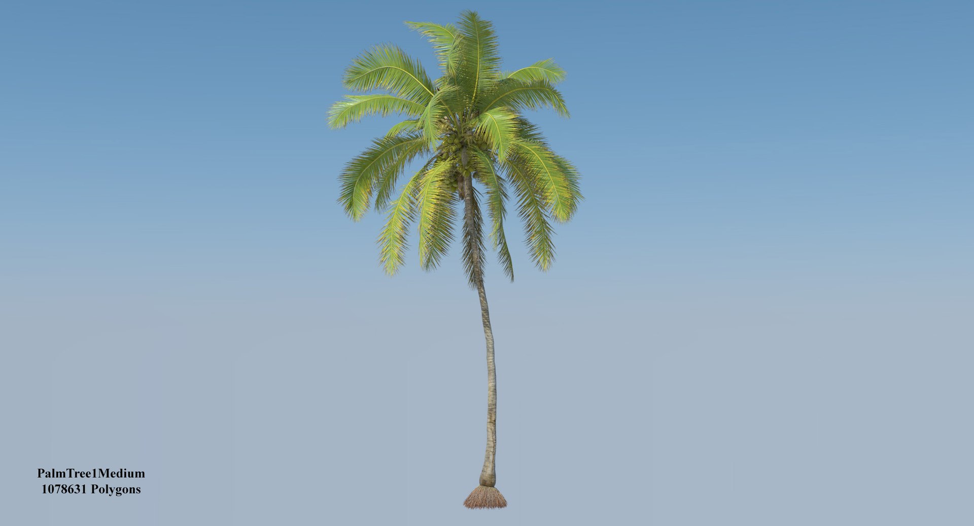 coconut palm trees 3D model https://p.turbosquid.com/ts-thumb/GJ/Hym1Sy/j8FtwCLe/coconuttree_002/jpg/1510414739/1920x1080/fit_q87/781f36d94048fd5f1e844c7f3d2af5f840afc08f/coconuttree_002.jpg