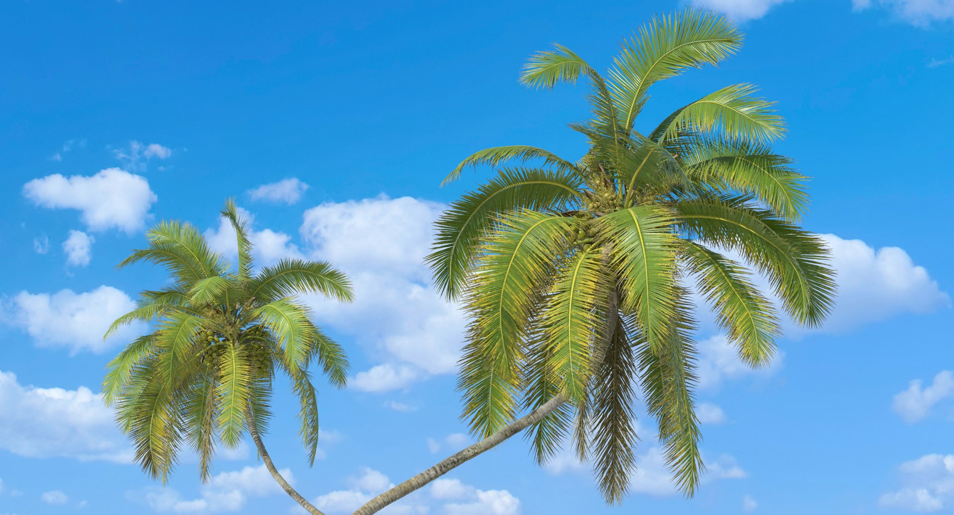 coconut palm trees 3D model https://p.turbosquid.com/ts-thumb/GJ/Hym1Sy/kPxvATn3/heroscene6/jpg/1510414675/1920x1080/fit_q87/170dc1344e60730a74792c5bbbe4ebca196e3648/heroscene6.jpg