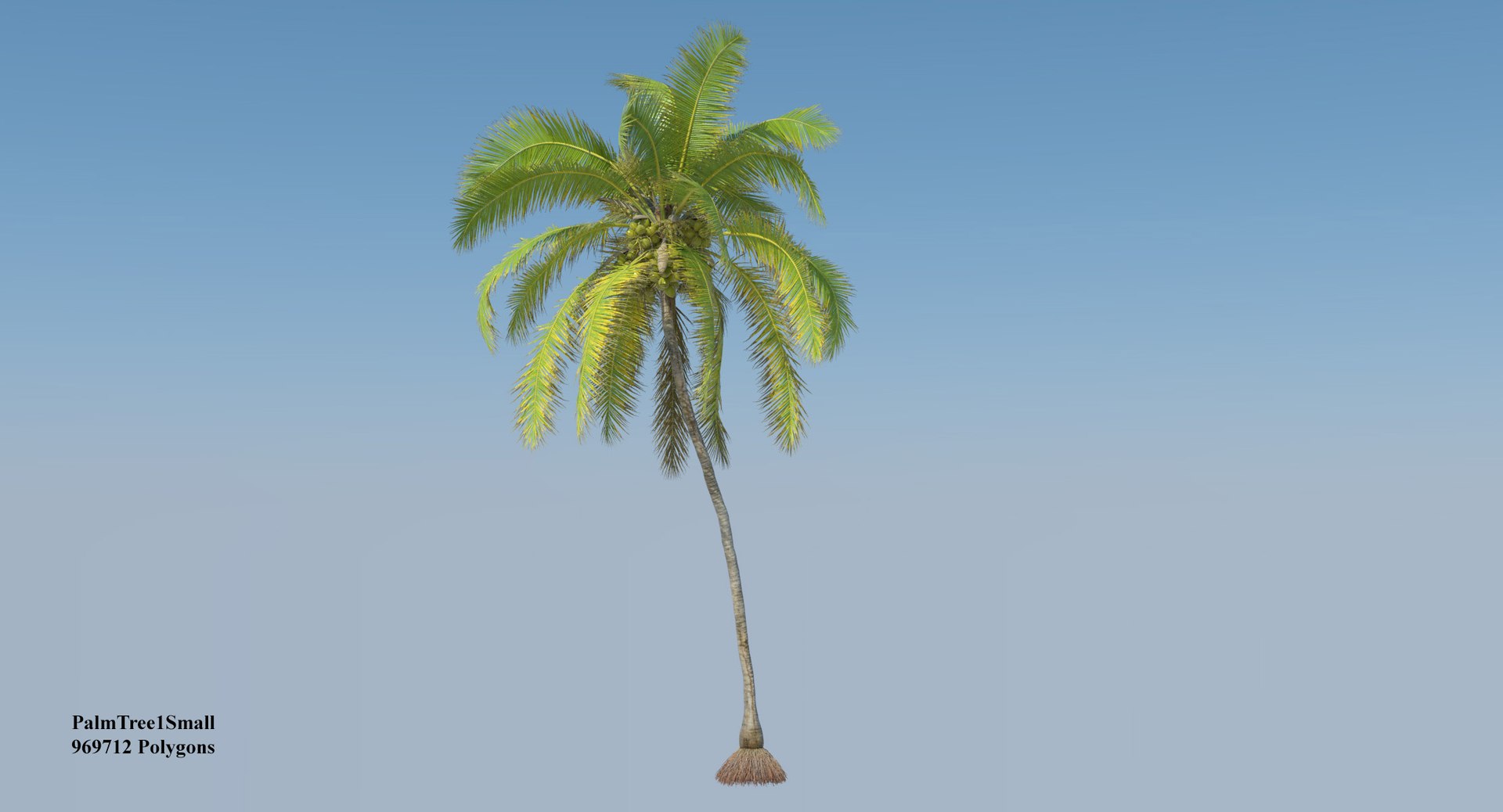 coconut palm trees 3D model https://p.turbosquid.com/ts-thumb/GJ/Hym1Sy/tomC8nFn/coconuttree_003/jpg/1510414739/1920x1080/fit_q87/e54de8bfec5927c863a5ce3cd9b6453c8a3e211c/coconuttree_003.jpg
