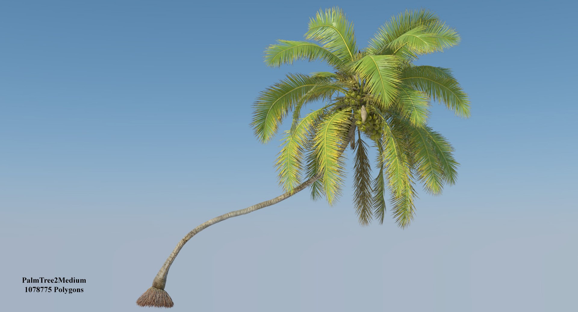 coconut palm trees 3D model https://p.turbosquid.com/ts-thumb/GJ/Hym1Sy/uOzYUiPy/coconuttree_005/jpg/1510414739/1920x1080/fit_q87/332d765f3ebe23d402acb2f3a90d07a72bae2ca9/coconuttree_005.jpg