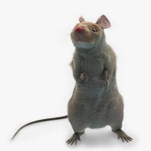 mouse rat RIGGED FUR ANIMATED