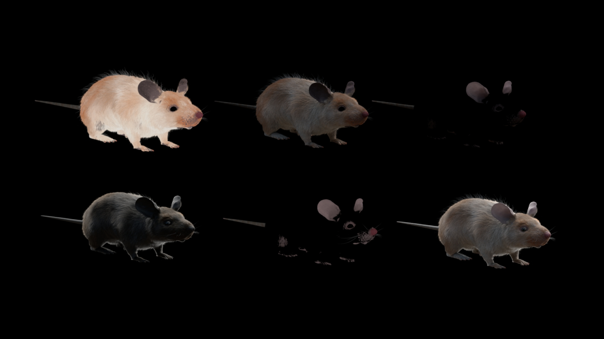 Mouse Fur Rig Model - TurboSquid 1410504