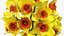 Yellow Daffodils Bouquet