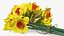 Yellow Daffodils Bouquet