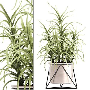 3D aloe arborescens plants