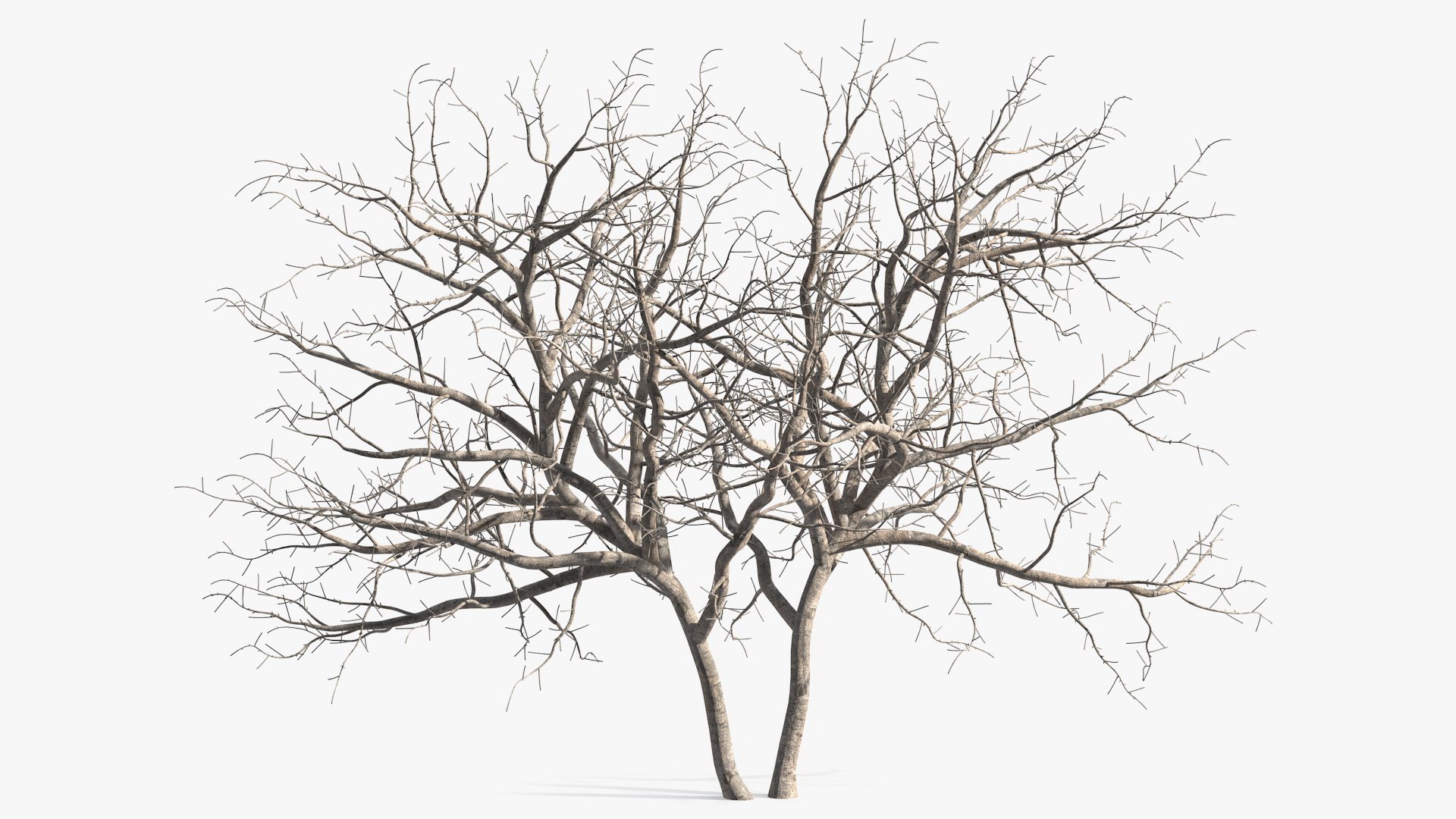 Fig Tree Bark Two Trunks 3D model preview