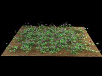 clover trifolium
