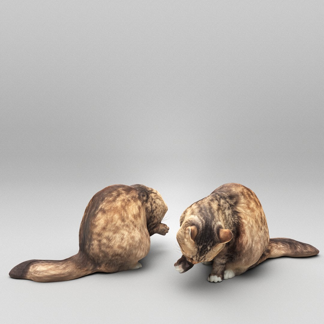 3D model Fluffy cat licking itself 34 https://p.turbosquid.com/ts-thumb/GJ/uLUNTA/cK/z04a_04set_05shot_01_square/png/1695042709/1920x1080/fit_q87/1ff0272cc370bbe65abd0378d40ab8f01f02be20/z04a_04set_05shot_01_square.jpg