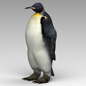 Emperor Penguin