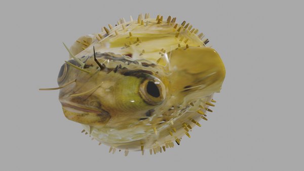 3D Balloon fish - TurboSquid 2032482