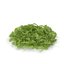 Arugula PS