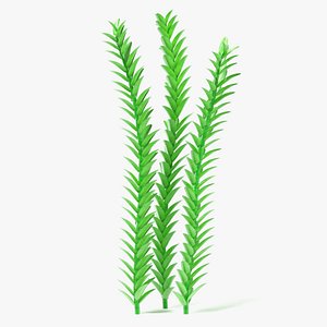 Aquatic Plant1