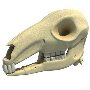 3ds kangaroo skull skeleton