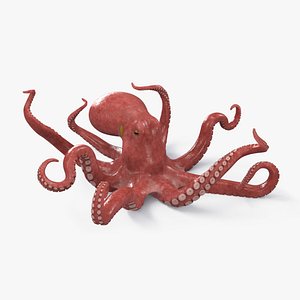 Octopus Rigged