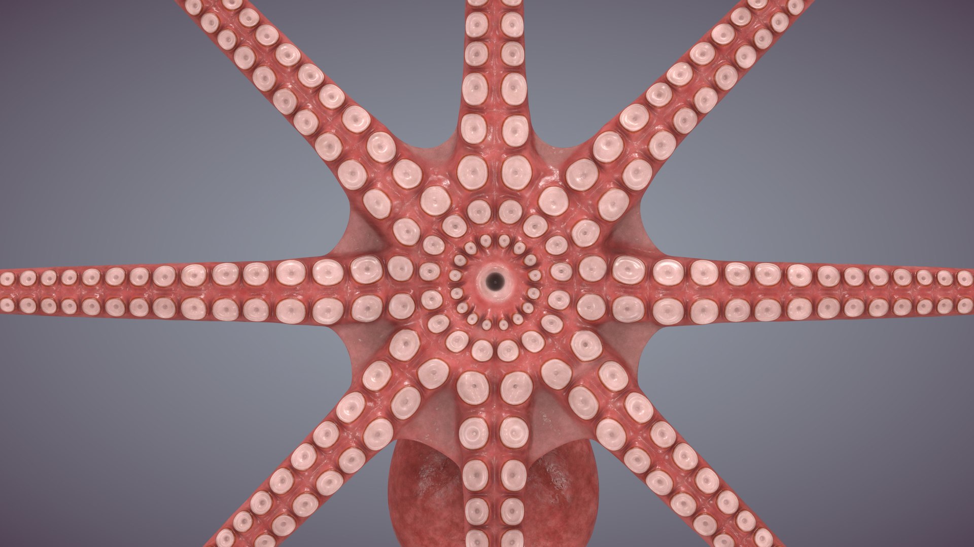 3D octopus rigged animation https://p.turbosquid.com/ts-thumb/GK/RO5jaP/FeXbMcc8/006/jpg/1597260333/1920x1080/fit_q87/0699bc05506c3fa5e859709bfde56f30e2453c59/006.jpg