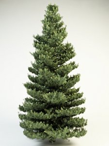 white fir 10 abies concolor