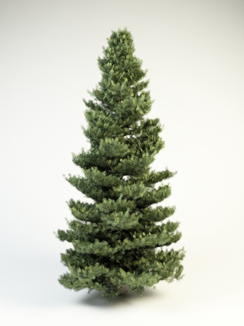 white fir 10 3d 3ds https://p.turbosquid.com/ts-thumb/GK/YtAfmr/sQRXWBmW/abies_concolor_medium_5/jpg/1426070478/1920x1080/fit_q87/c3cb5cedf11856e14c536c6cea9740c6456bb568/abies_concolor_medium_5.jpg
