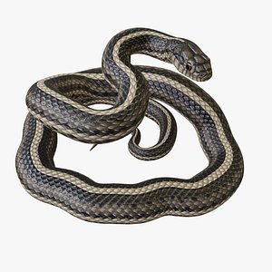 3D Garter Snake - Rigged