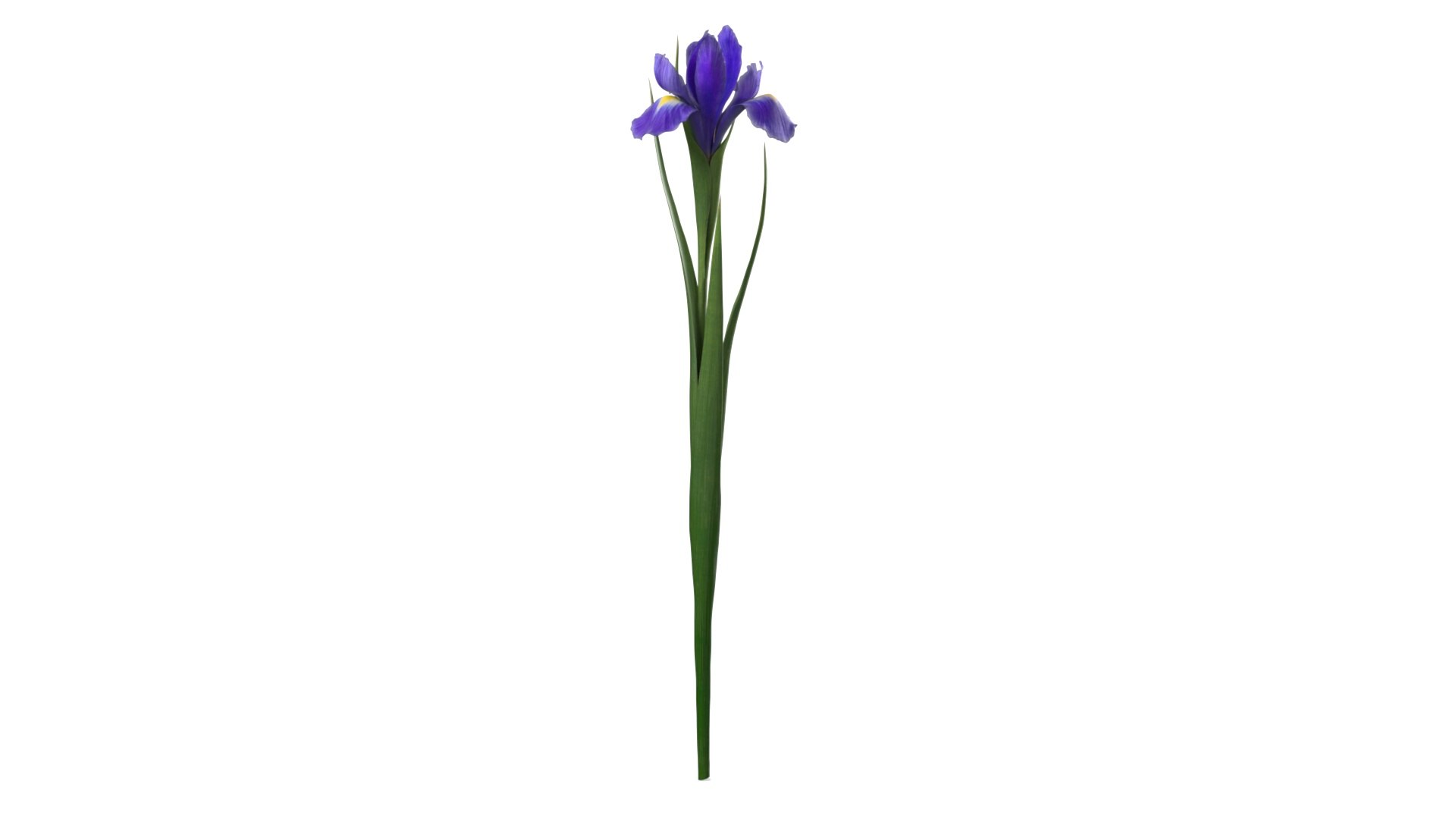 Fresh Dutch Iris Purple 3D model preview