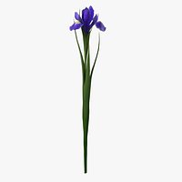 Fresh Dutch Iris Purple