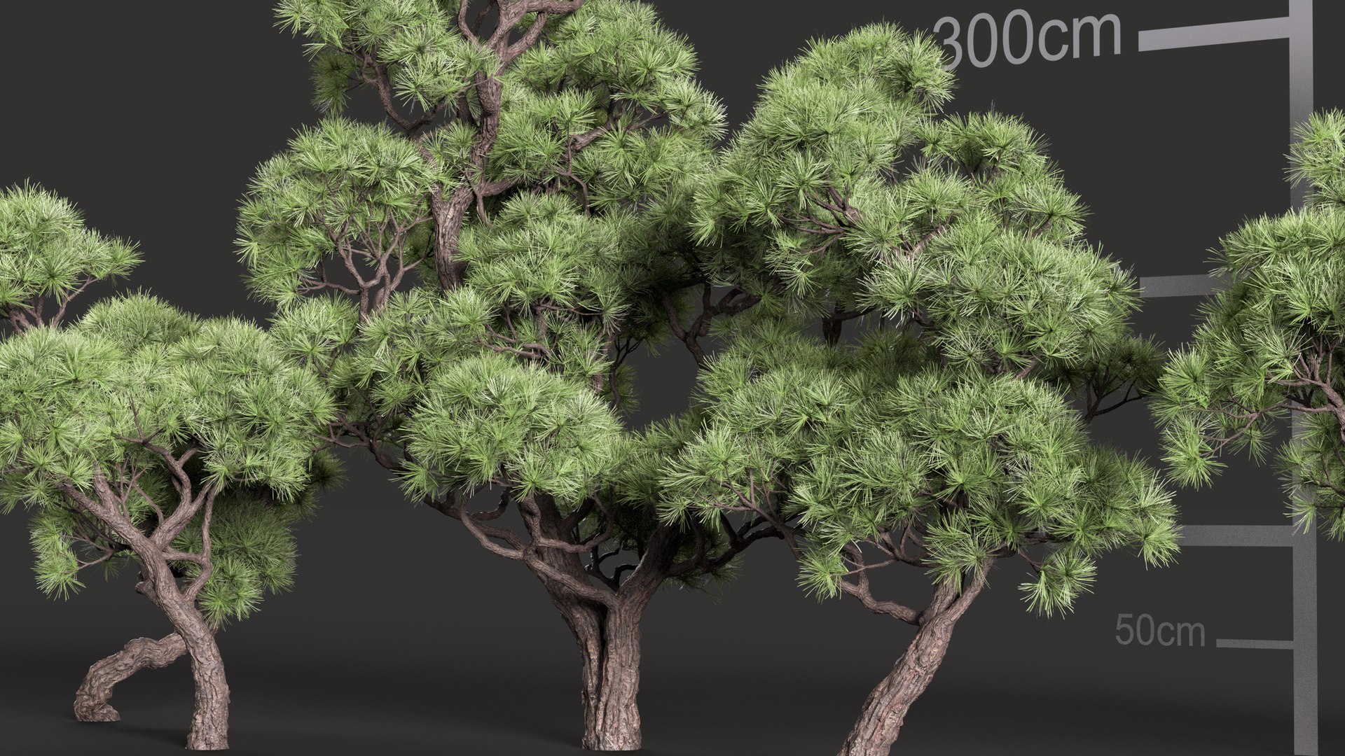 GDV26pinus Thunbergii 3D - TurboSquid 2641801
